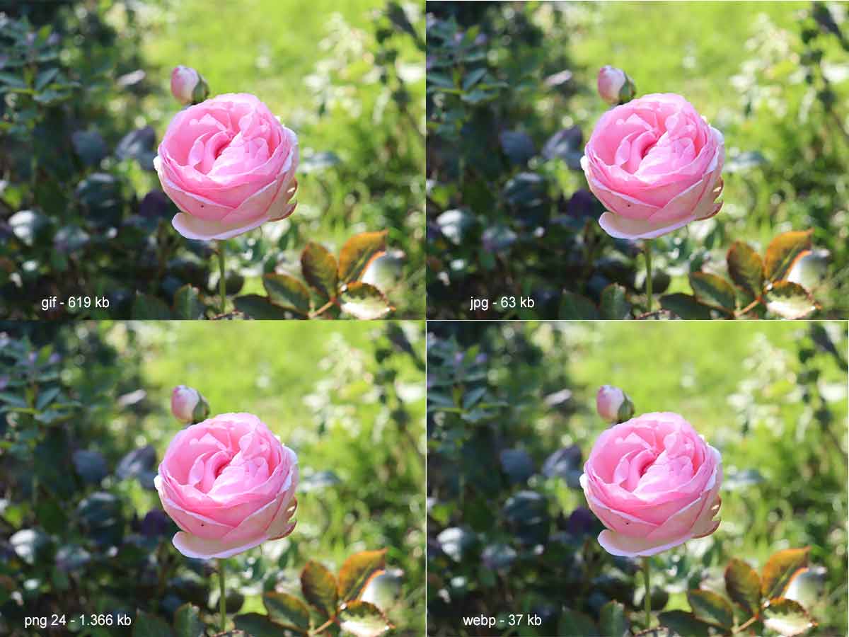 Blumen in unterschiedlichen Bildgrößen